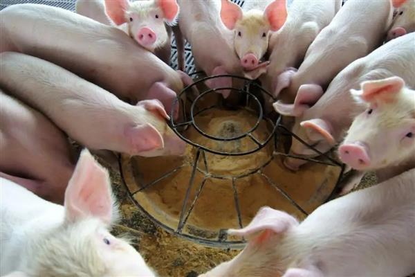 100斤猪饲料添加多少葡萄糖，掺入2-3斤比较合适