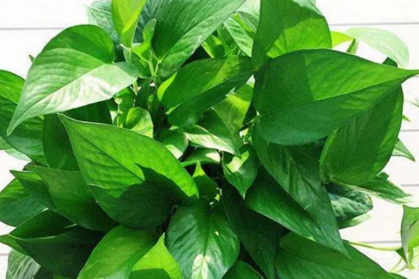 大叶绿萝如何养殖，每隔2-3天浇一次水