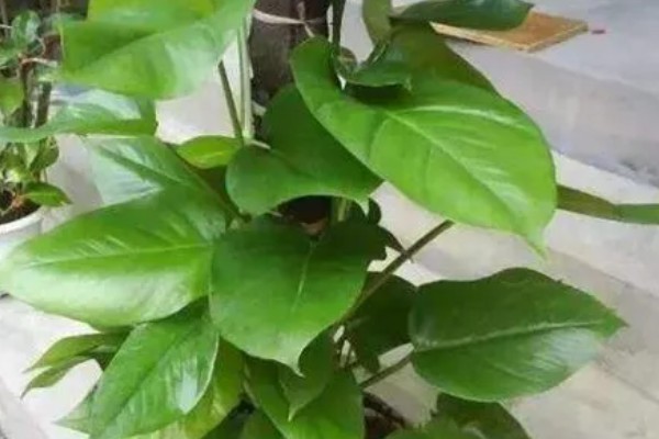 大叶绿萝如何养殖，每隔2-3天浇一次水