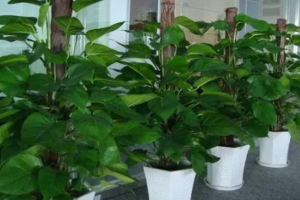 大叶绿萝如何养殖，每隔2-3天浇一次水