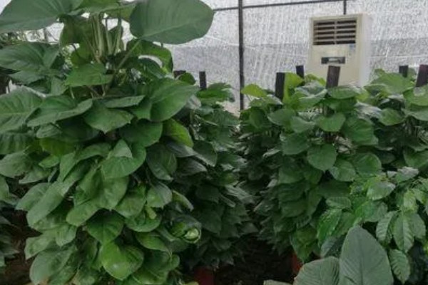 大叶绿萝如何养殖，每隔2-3天浇一次水