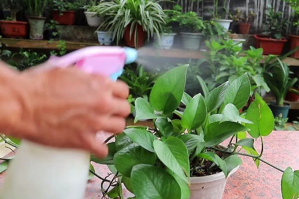 大叶绿萝如何养殖，每隔2-3天浇一次水