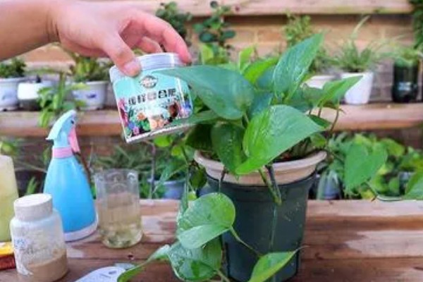 大叶绿萝如何养殖，每隔2-3天浇一次水