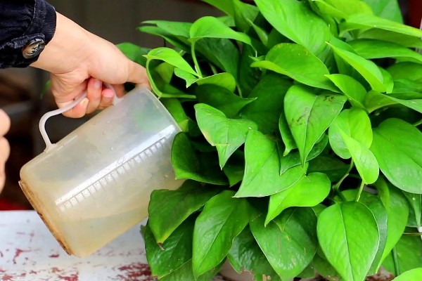 大叶绿萝如何养殖，每隔2-3天浇一次水