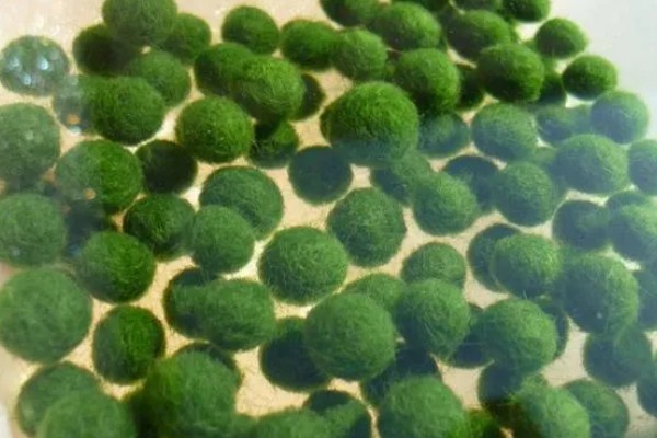 马里莫球藻的养殖方法，每隔1周换一次水