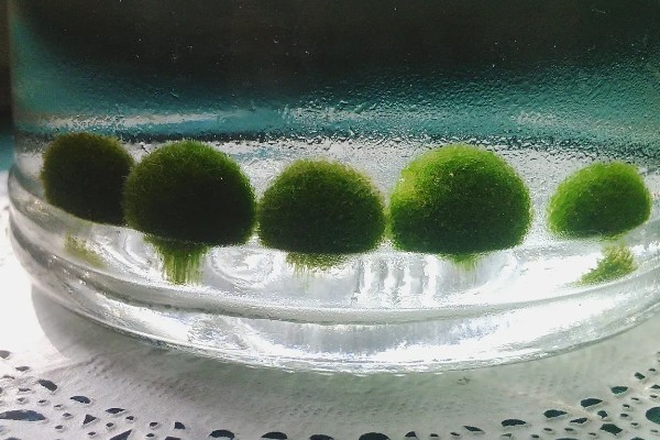 马里莫球藻的养殖方法，每隔1周换一次水