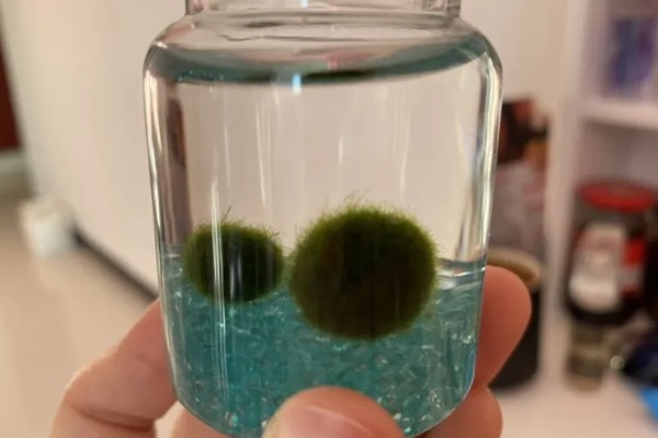 马里莫球藻的养殖方法，每隔1周换一次水