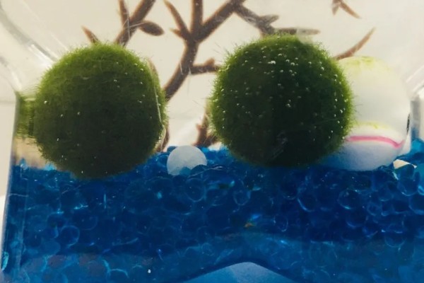 马里莫球藻的养殖方法，每隔1周换一次水