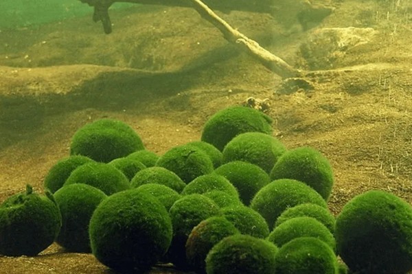 马里莫球藻的养殖方法，每隔1周换一次水