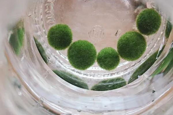 马里莫球藻的养殖方法，每隔1周换一次水