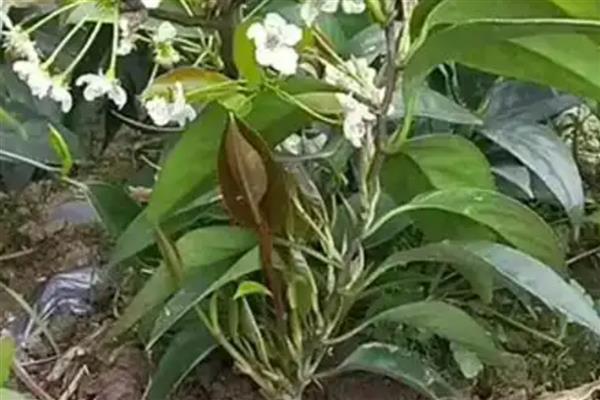 黑老虎的修剪时间，夏冬季节是最佳时期