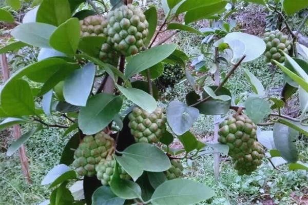 黑老虎的修剪时间，夏冬季节是最佳时期