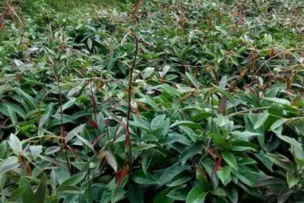 黑老虎的修剪时间，夏冬季节是最佳时期