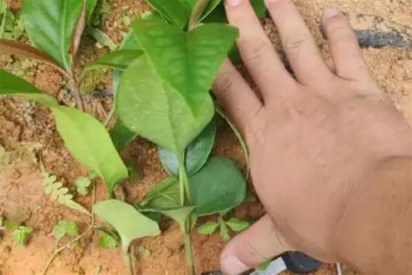 黑老虎的修剪时间，夏冬季节是最佳时期