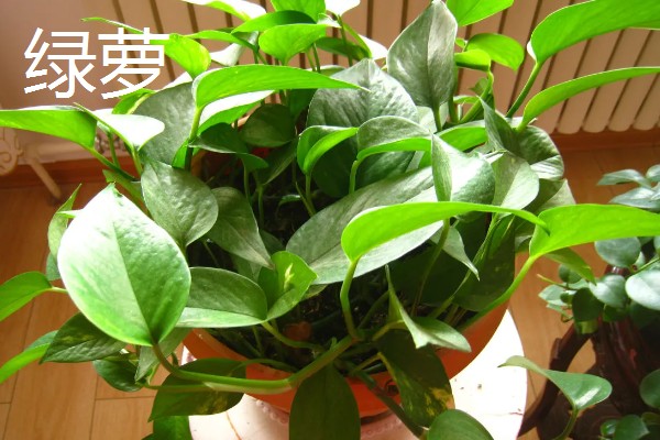 哪些花卉怕冻，文竹、绿萝、茉莉等品种都不耐寒