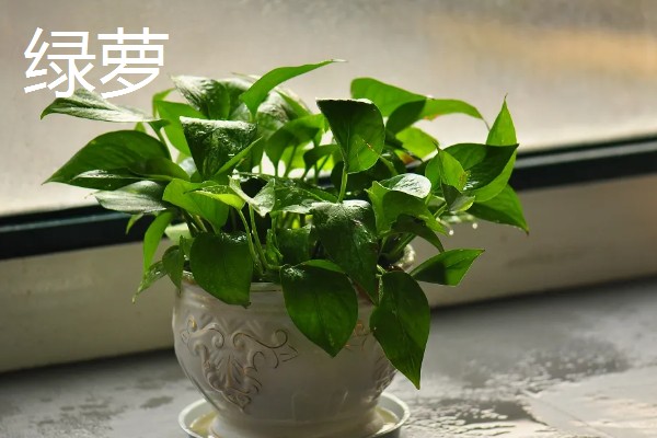 哪些花卉怕冻，文竹、绿萝、茉莉等品种都不耐寒