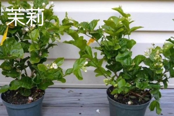 哪些花卉怕冻，文竹、绿萝、茉莉等品种都不耐寒