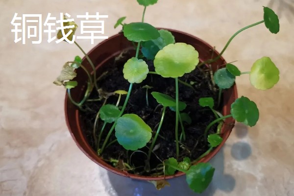 哪些花卉怕冻，文竹、绿萝、茉莉等品种都不耐寒