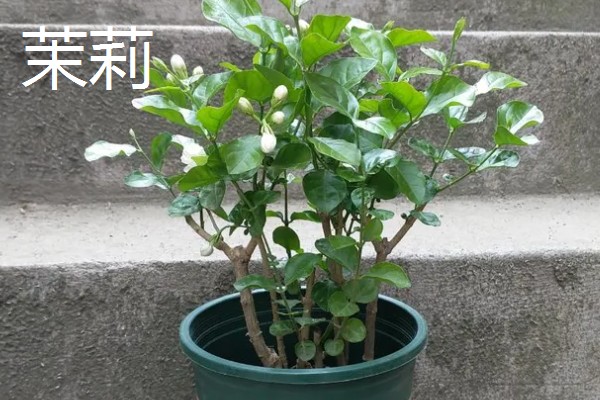 哪些花卉怕冻，文竹、绿萝、茉莉等品种都不耐寒