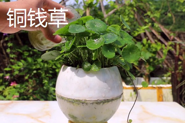 哪些花卉怕冻，文竹、绿萝、茉莉等品种都不耐寒