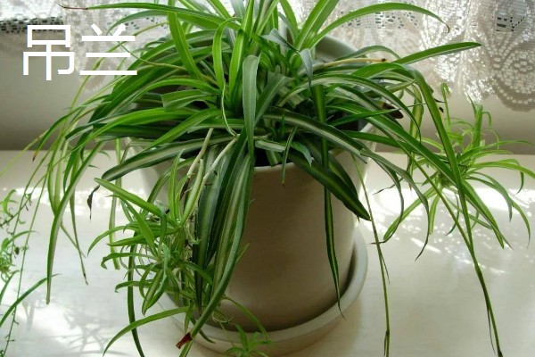 哪些花卉怕冻，文竹、绿萝、茉莉等品种都不耐寒