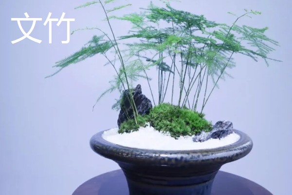 哪些花卉怕冻，文竹、绿萝、茉莉等品种都不耐寒