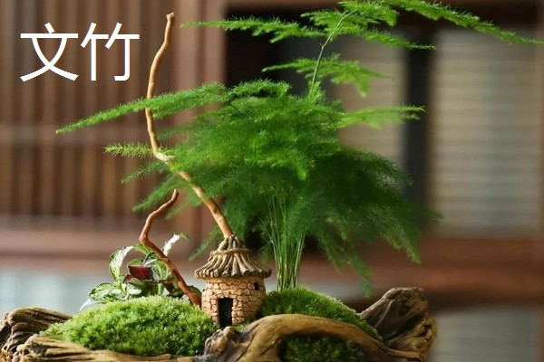 哪些花卉怕冻，文竹、绿萝、茉莉等品种都不耐寒