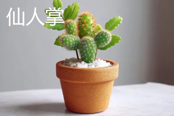 哪些花卉怕冻，文竹、绿萝、茉莉等品种都不耐寒