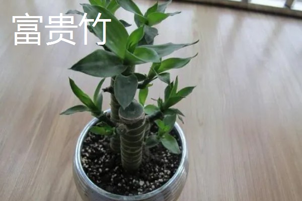 哪些花卉怕冻，文竹、绿萝、茉莉等品种都不耐寒