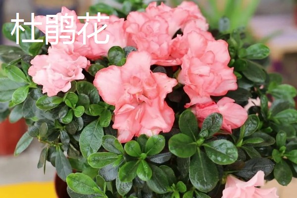 哪些花卉怕冻，文竹、绿萝、茉莉等品种都不耐寒