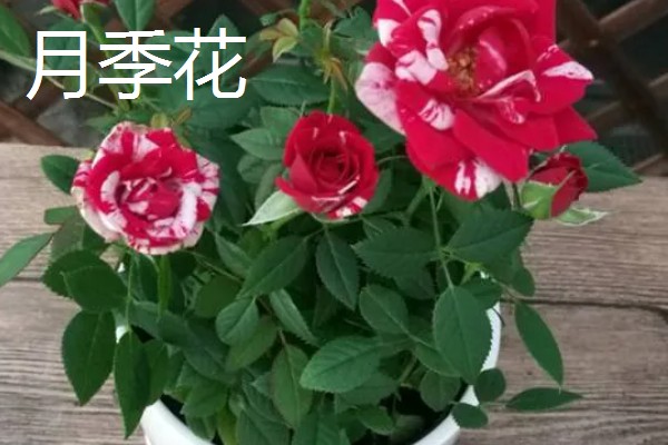 哪些花卉怕冻，文竹、绿萝、茉莉等品种都不耐寒