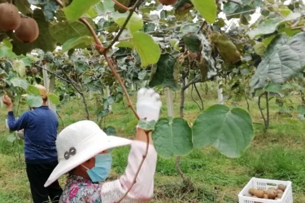 猕猴桃的采摘时期,果实膨大没有完全软化时便可收获