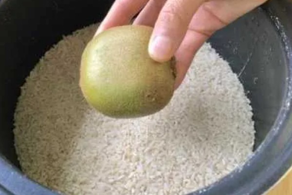 猕猴桃的采摘时期,果实膨大没有完全软化时便可收获