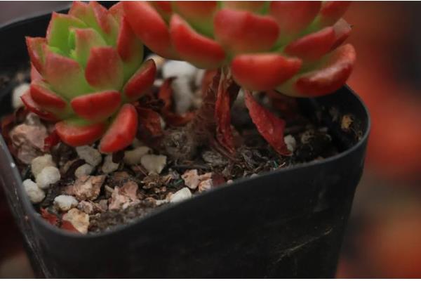 夏季养殖多肉蒂亚的方法，生长期追施氮磷钾混合肥