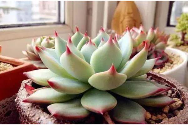 夏季养殖多肉蒂亚的方法，生长期追施氮磷钾混合肥