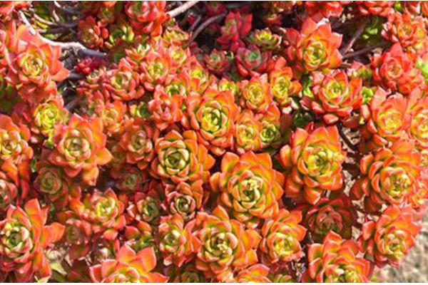 夏季养殖多肉蒂亚的方法，生长期追施氮磷钾混合肥