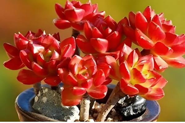 夏季养殖多肉蒂亚的方法，生长期追施氮磷钾混合肥