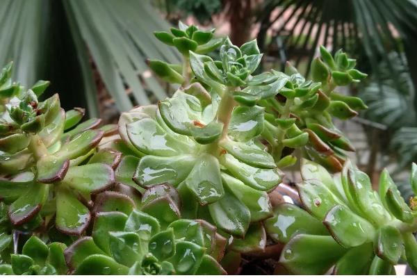 夏季养殖多肉蒂亚的方法，生长期追施氮磷钾混合肥