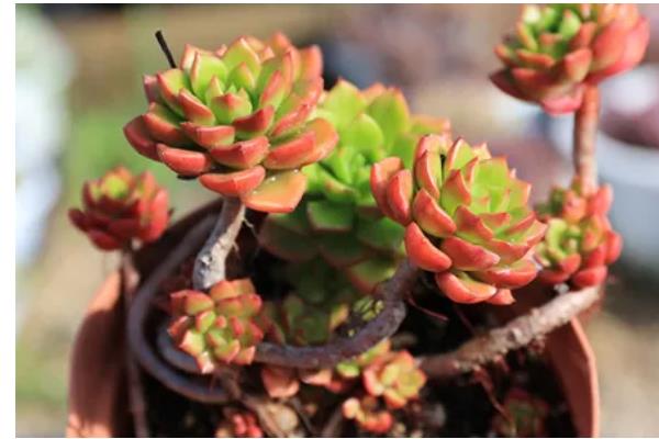 夏季养殖多肉蒂亚的方法，生长期追施氮磷钾混合肥