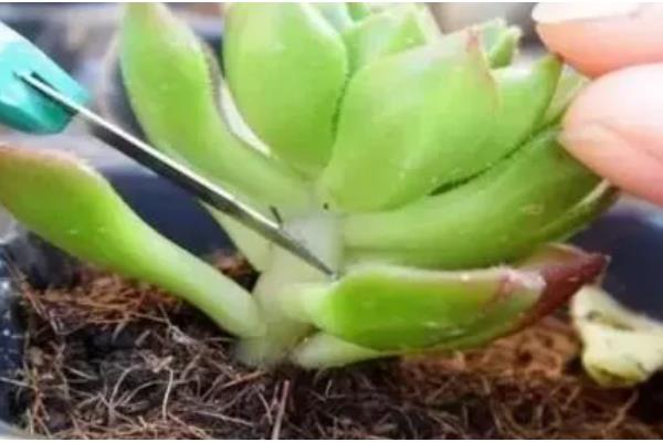 夏季养殖多肉蒂亚的方法，生长期追施氮磷钾混合肥