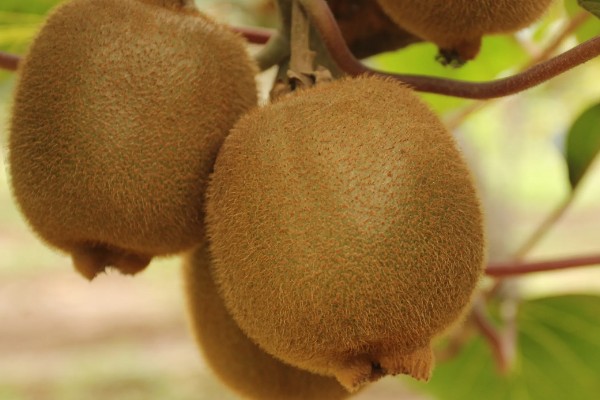 猕猴桃的采摘时期,果实膨大没有完全软化时便可收获