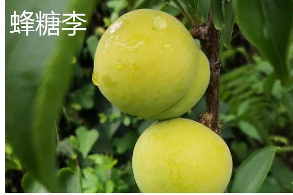 李子有什么早熟的优良品种，莫尔特李、蜂糖李、盖县李等品种的品质较好