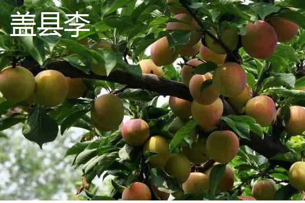 李子有什么早熟的优良品种，莫尔特李、蜂糖李、盖县李等品种的品质较好