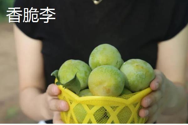 李子有什么早熟的优良品种，莫尔特李、蜂糖李、盖县李等品种的品质较好