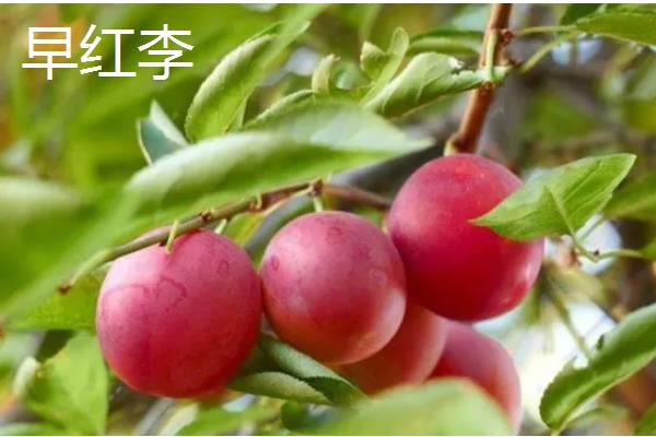 李子有什么早熟的优良品种，莫尔特李、蜂糖李、盖县李等品种的品质较好