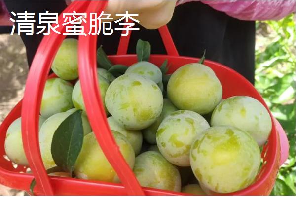 李子有什么早熟的优良品种，莫尔特李、蜂糖李、盖县李等品种的品质较好