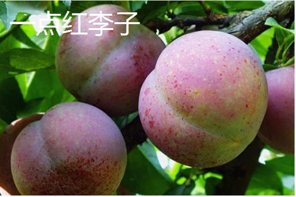 李子有什么早熟的优良品种，莫尔特李、蜂糖李、盖县李等品种的品质较好