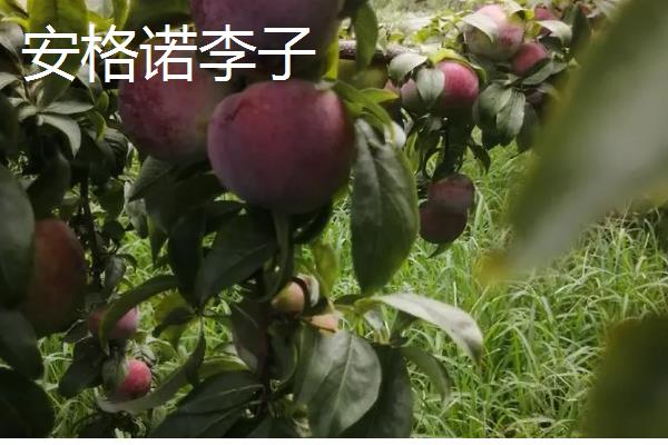 李子有什么早熟的优良品种，莫尔特李、蜂糖李、盖县李等品种的品质较好