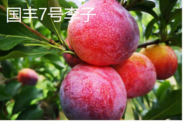 李子有什么早熟的优良品种，莫尔特李、蜂糖李、盖县李等品种的品质较好