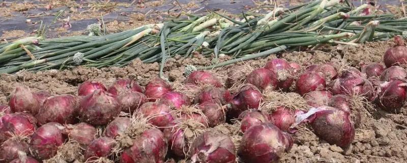 洋葱有哪些生长习性,开花期需14小时以上的日照